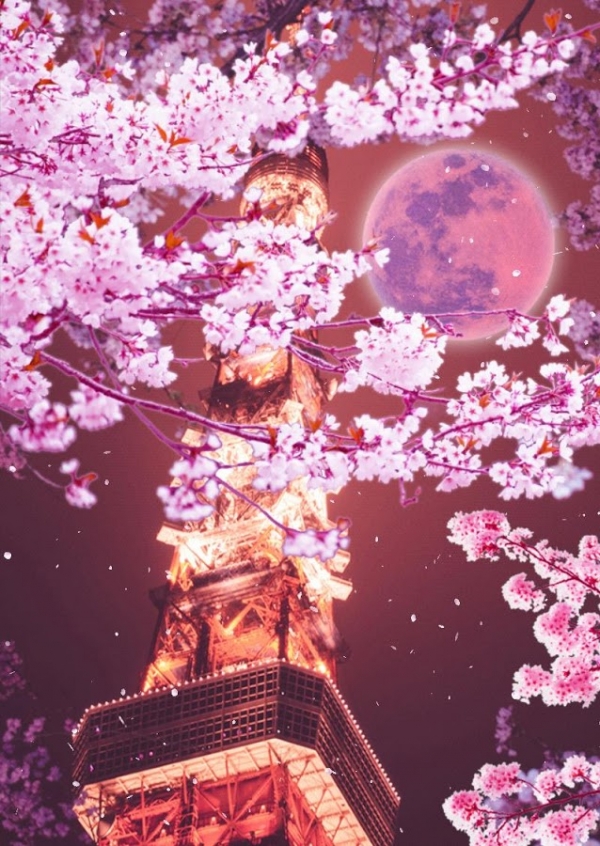 「東京タワーと月と桜　ライブ壁紙」のスクリーンショット 2枚目