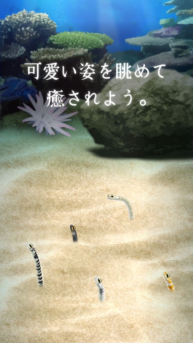 「癒しのチンアナゴ育成ゲーム - 癒しの育成ゲームシリーズ」のスクリーンショット 3枚目
