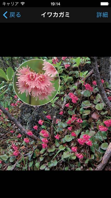 すぐわかる 季節の野草 山草図鑑 Appliv すぐわかる 季節の野草 山草図鑑 Appliv