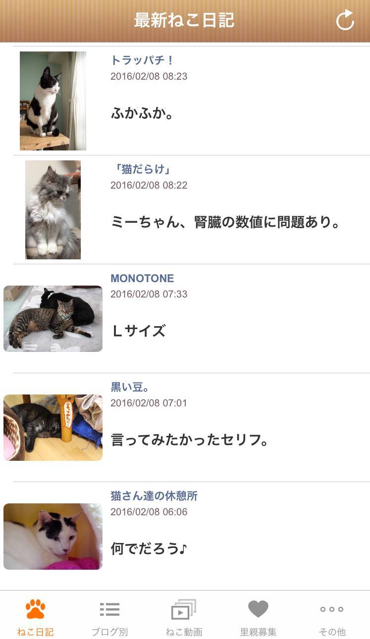 祝 ねこの日 猫好きなら当然愛せるでしょ ブサ猫 アプリ特集 Appliv Topics