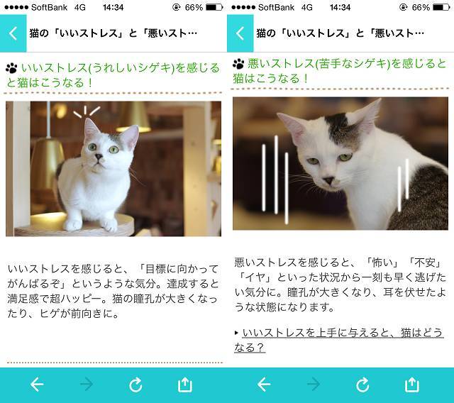 そのネコちゃんの仕草 助けを求めてない 飼い主が知っておくべき3つの行動 Appliv Topics