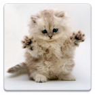 22年 おすすめの動物の壁紙を探すアプリはこれ アプリランキングtop1 Iphone Androidアプリ Appliv