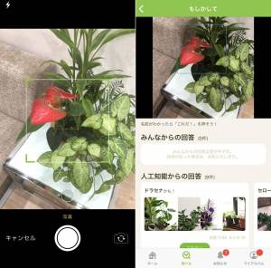 Appliv Greensnap 植物 花の名前が判る写真共有アプリ