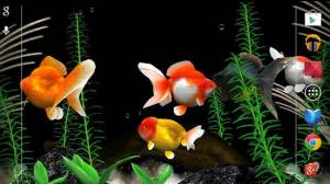 すぐわかる 金魚 Gold Fish 3d Free ライブ壁紙 Appliv