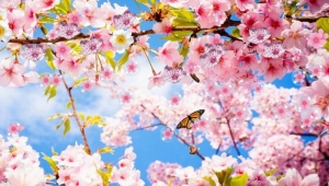 Appliv 桜の無料ライブ壁紙