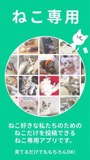 21年 おすすめの無料猫の画像 動画アプリはこれ アプリランキングtop7 Iphone Androidアプリ Appliv