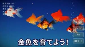 すぐわかる 金魚育成アプリ ポケット金魚 Appliv