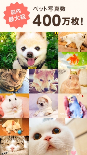 Appliv 犬や猫のかわいい動物写真満載 パシャっとmyペット