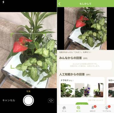 Appliv Greensnap 植物 花の名前が判る写真共有アプリ