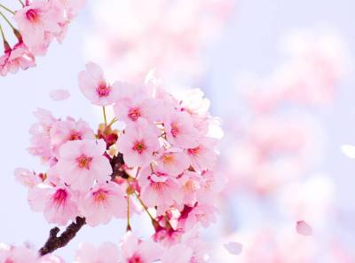 かわいい桜のlineスタンプ 絵文字12選 お花見に誘う時に使いたい