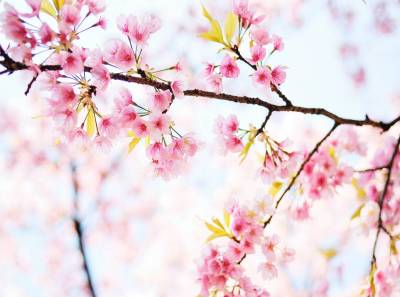 桜が綺麗に撮れるカメラアプリを厳選 お花見で使えるフィルター紹介 Appliv Topics