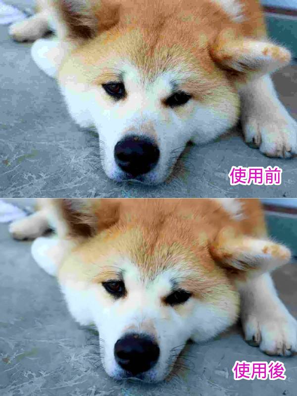 犬の写真をReminiで補正