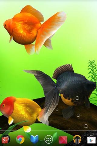 金魚 Gold Fish 3d Free ライブ壁紙のスクリーンショット 5枚目 Iphoneアプリ Appliv