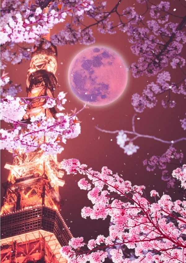 「東京タワーと月と桜　ライブ壁紙」のスクリーンショット 3枚目