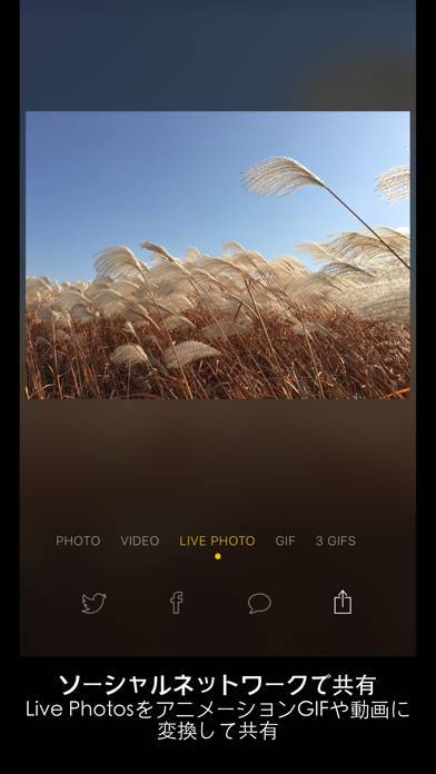 「Alive - Create & Share Animated Collages for Live Photos and Videos」のスクリーンショット 2枚目