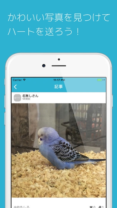 「セキセイの木-インコの写真や動画でつながるペットsnsアプリ」のスクリーンショット 2枚目