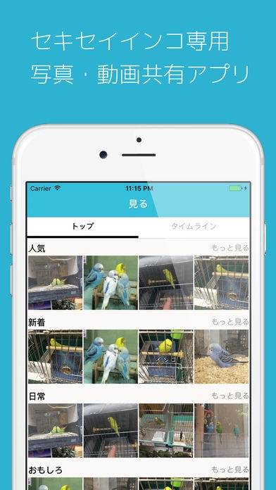 「セキセイの木-インコの写真や動画でつながるペットsnsアプリ」のスクリーンショット 1枚目