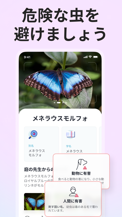 「Picture Insect: 写真から昆虫やクモを識別する」のスクリーンショット 3枚目