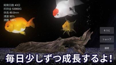 「金魚育成アプリ「ポケット金魚」」のスクリーンショット 3枚目