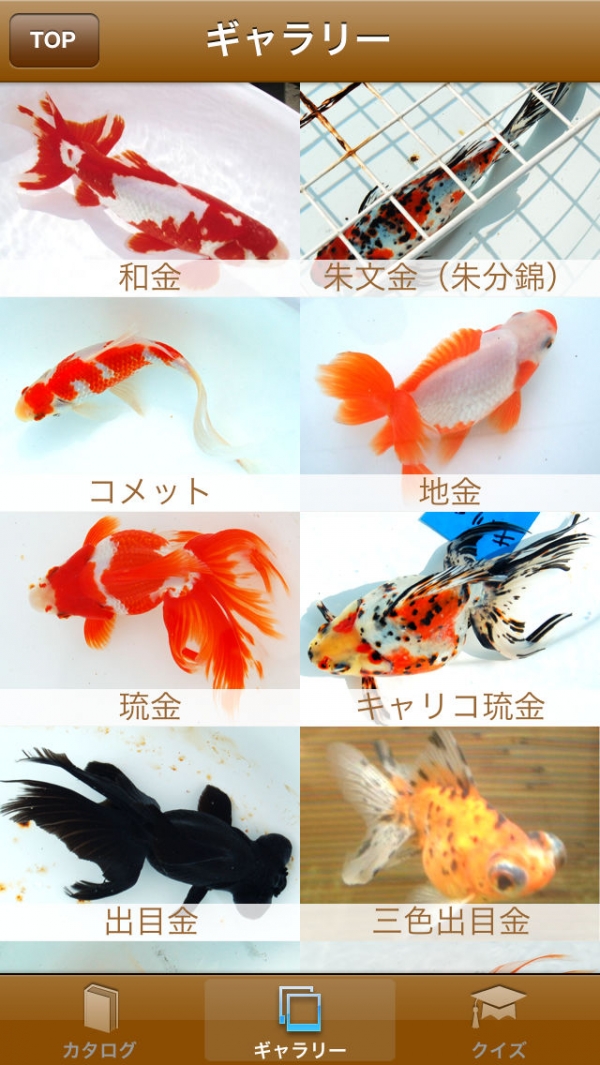 「日本金魚図鑑 -Japanese goldfish-」のスクリーンショット 2枚目