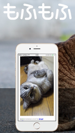 「もふもふにゃんこ - かわいい猫で癒される、ねこ好き必携のアプリ」のスクリーンショット 1枚目