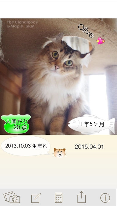 「ニャンコいくつ？愛猫の年齢を計算して写真で保存！」のスクリーンショット 1枚目