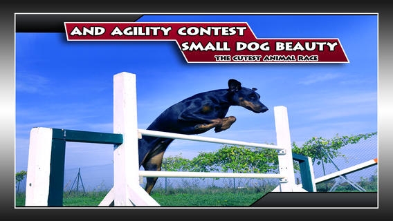 「小型犬の美しさと俊敏コンテスト：かわいい動物のレース - 無料版」のスクリーンショット 1枚目
