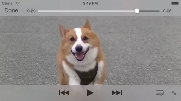 「いぬ動 - 暇つぶしにちょうど良い、犬動画まとめ」のスクリーンショット 1枚目