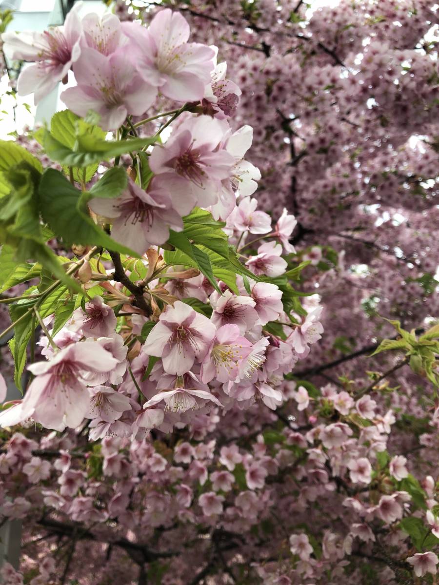デートで観に行った桜の写真