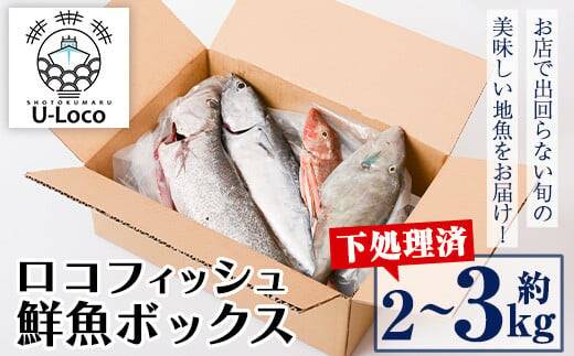 漁師厳選！ロコフィッシュ(地魚) 下処理済 鮮魚 ボックス(約2～3kg)　商品画像